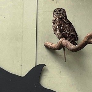 Meet your Posher, Sabby